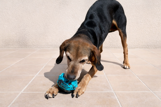 La guía definitiva del enriquecimiento mental para perros