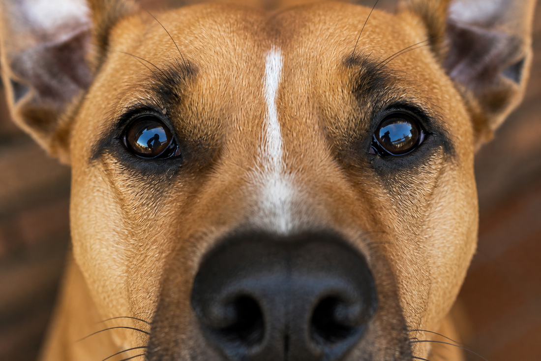 Qué colores ven los perros y por qué importa al elegir sus juguetes