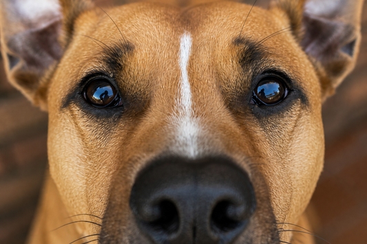 Qué colores ven los perros y por qué importa al elegir sus juguetes