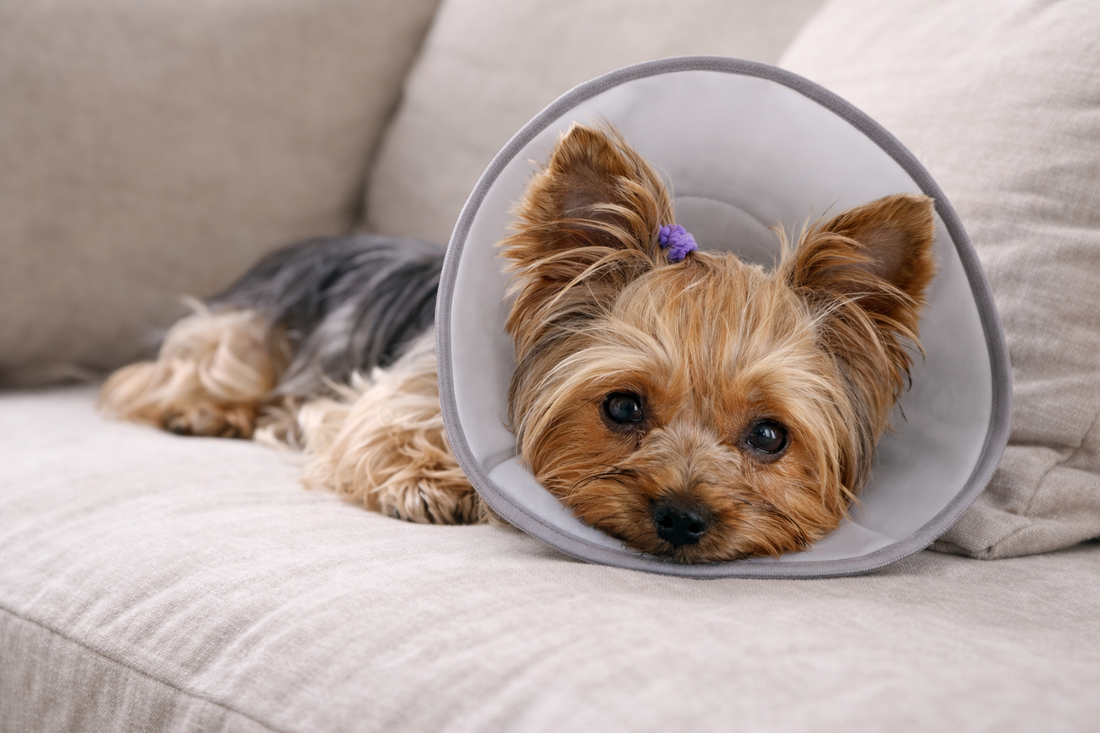 Cómo entretener a un perro que debe hacer reposo